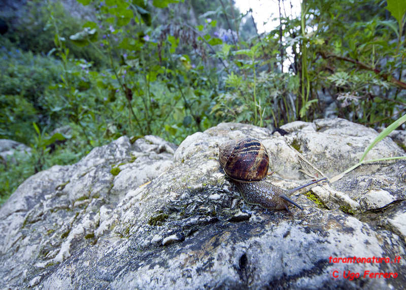 A spasso su una roccia...